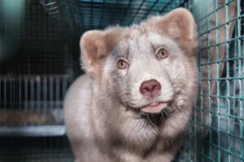 Fox fur farm investigation in Finland, carried out by Humane World for Animals in collaboration with Finnish animal protection group Oikeutta eläimille in late October 2024.